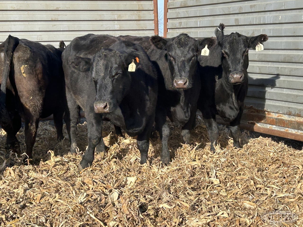 (6) young Black Angus cows